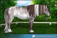 Horse Color:White Spotted Chocolate Brown Chinchilla Sabino 