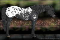 Horse Color:Black Appaloosa