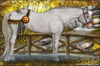 Horse Color:Liver Chestnut Varnish 