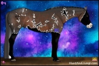 Horse Color:White Spotted Liver Chestnut Splash Rabicano 