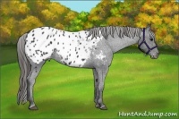 Horse Color:Black Appaloosa