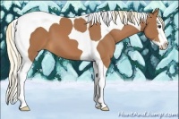 Horse Color:Chestnut Splash Tobiano