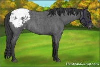 Horse Color:Blue Roan Snowcap 