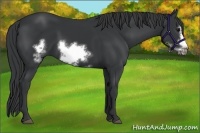 Horse Color:Black Frame