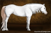 Horse Color:Buckskin Appaloosa and Buckskin Appaloosa