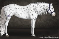 Horse Color:White Spotted Blue Roan Splash Frame Appaloosa