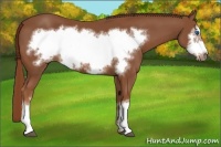 Horse Color:Chestnut Frame 