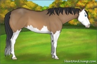Horse Color:Bay Dun Splash 