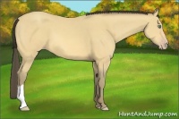Horse Color:Amber Cream Champagne 