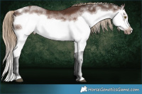 Horse Color:White Spotted Liver Chestnut Sabino Splash Frame 