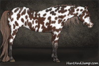 Horse Color:Liver Chestnut Appaloosa 
