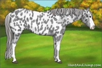 Horse Color:Blue Roan Splash Near Leopard