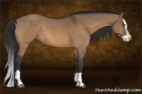Horse Color:Bay Dun Splash 