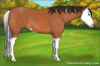 Horse Color:Bay Splash 