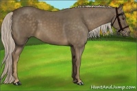 Horse Color:Chocolate Palomino 