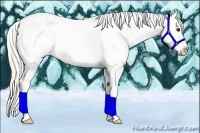 Horse Color:Silver Bay Roan Dun Tobiano Appaloosa 