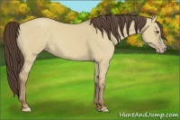 Horse Color:Classic Champagne Dun 