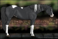 Horse Color:Black Splash Tobiano Appaloosa 