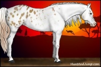 Horse Color:Chestnut Appaloosa 