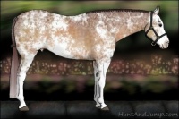 Horse Color:Chocolate Buckskin Ice Sabino 