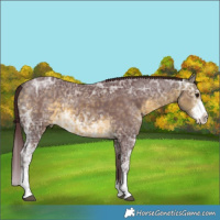 Horse Color:Chocolate Buckskin Ice Sabino