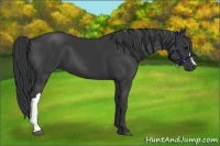 Horse Color:Black 