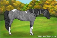 Horse Color:Blue Roan Tobiano