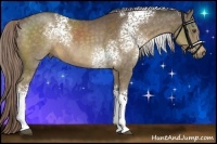 Horse Color:White Spotted Chocolate Palomino Sabino Rabicano