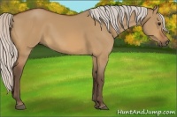 Horse Color:Silver Bay Dun 