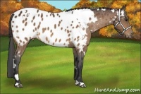 Horse Color:White Spotted Bay Appaloosa 