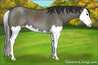 Horse Color:Grullo Sabino Splash