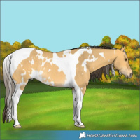 Horse Color:White Spotted Buckskin Dun Tobiano Rabicano