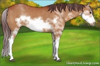 Horse Color:Chocolate Bay Sabino Frame 