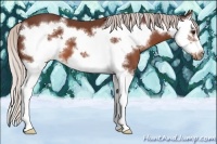Horse Color:Chocolate Silver Brown Splash Frame 