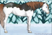 Horse Color:Liver Chestnut Sabino Splash