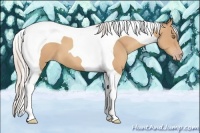 Horse Color:Silver Amber Champagne Tobiano