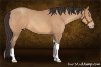 Horse Color:Amber Champagne Tobiano