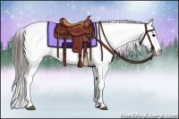 Horse Color:Black Appaloosa Rabicano 