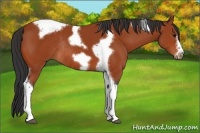 Horse Color:Bay Tobiano Frame Rabicano