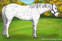 Horse Color:Blue Roan Leopard