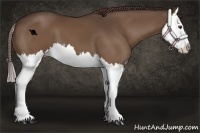 Horse Color:Liver Chestnut Splash 