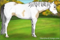 Horse Color:Buckskin Dun Splash Tobiano Frame