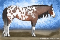 Horse Color:White Spotted Bay Roan Splash Appaloosa