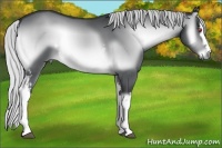 Horse Color:White Spotted Silver Buckskin Chinchilla Onyx 