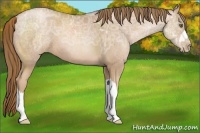 Horse Color:Liver Chestnut Ice Pearl 