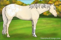 Horse Color:Gold Cream Champagne Dun Appaloosa 