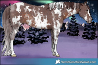 Horse Color:White Spotted Chocolate Brown Sabino 