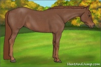 Horse Color:Red Roan