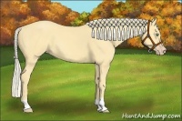 Horse Color:Gold Cream Champagne
