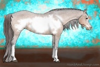 Horse Color:Bay Frame Appaloosa 